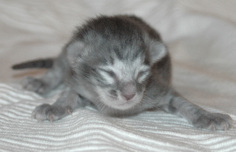 Kitten6