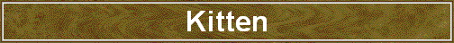 Kitten